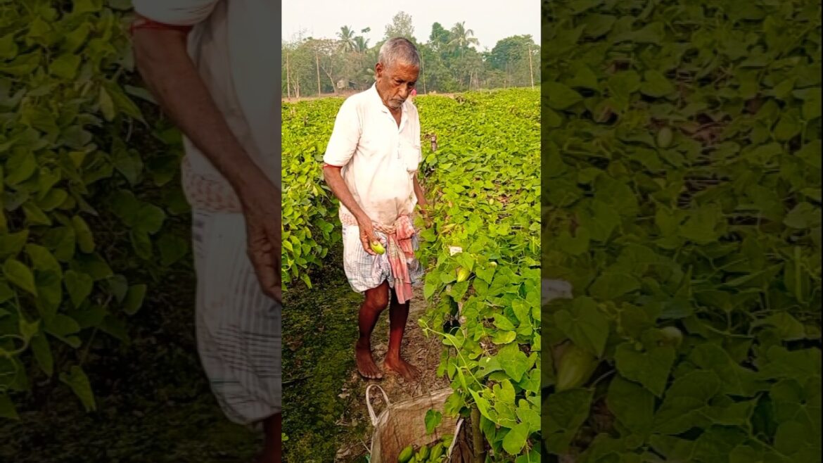 Morning in the Field | Elder Farmer Collects Fresh Pointed Gourd #shorts