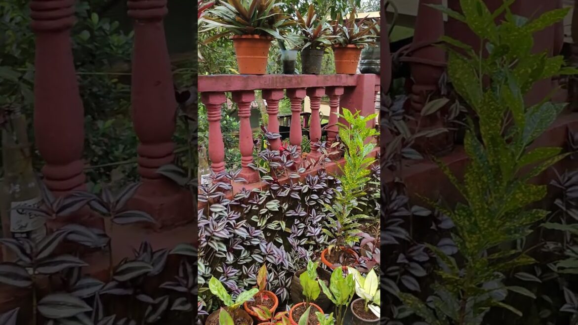 Beautiful garden...🪴🌺❤️#gardenplants #gardeningtips #gardendesign #nature #trending