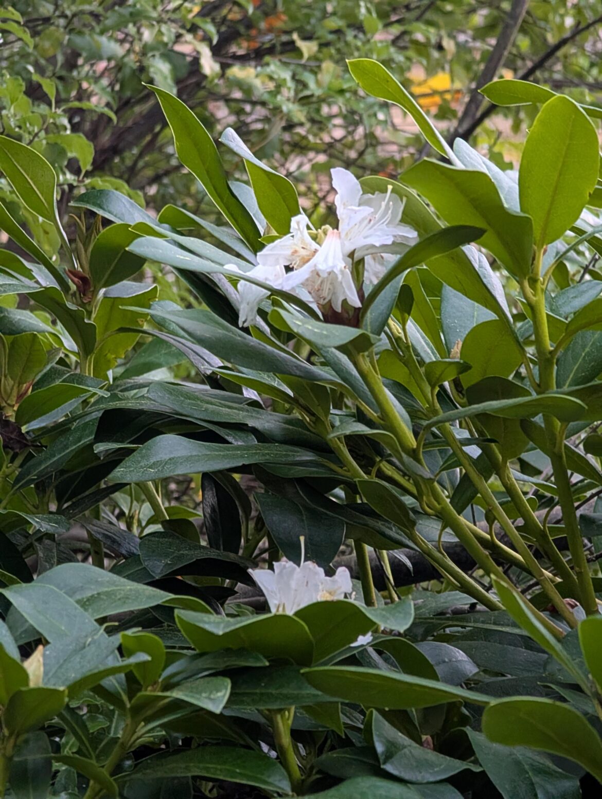 Rhododendrons are flowering in October