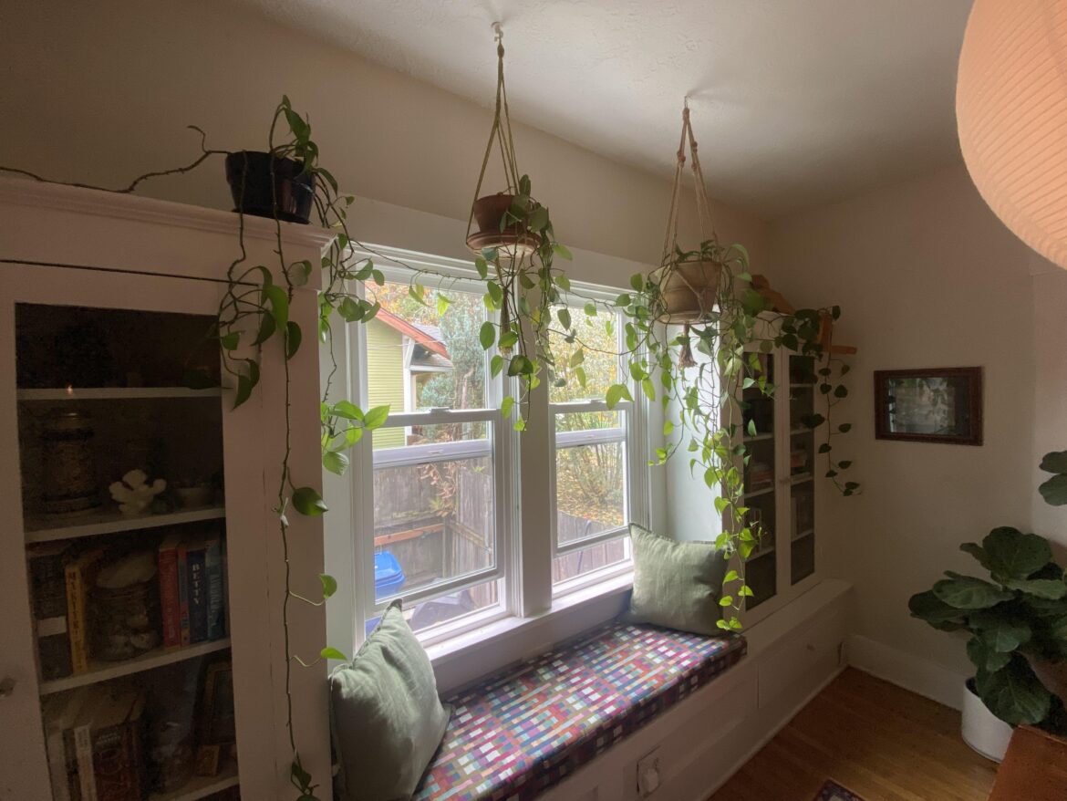 Why the are these pothos so unhappy? Why the are these pothos so unhappy?