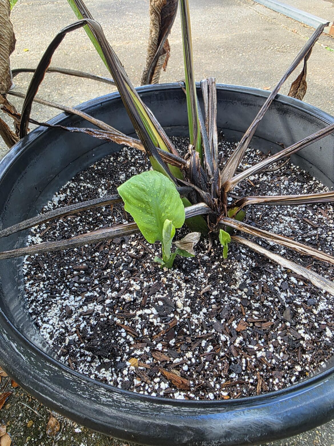 I thought she was totally dead for months, then these little pups popped up.