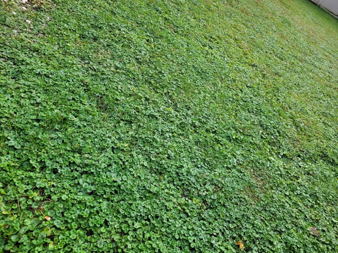 Did I achieve the “no mow lawn” from being defeated by the Creeping Charlies? Did I achieve the "no mow lawn" from being defeated by the Creeping Charlies?