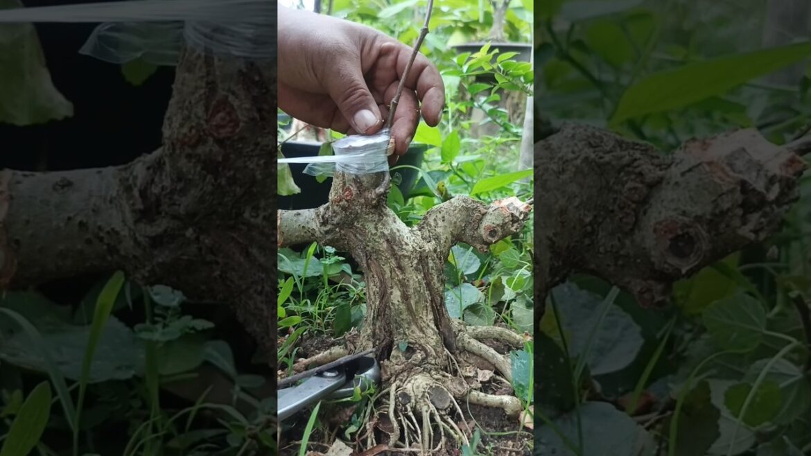 This can be said to be a trick to make bonsai quickly. #shorts #okulasi #grafting #shortsfeed #art This can be said to be a trick to make bonsai quickly. #shorts #okulasi #grafting #shortsfeed #art