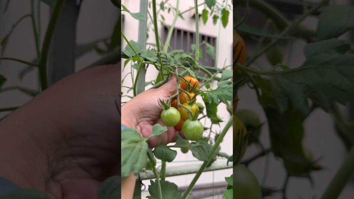Unlimited supply ng kamatis sa garden #ryukenphajed #tomato #shortsfeed #shortsvideo #gardening