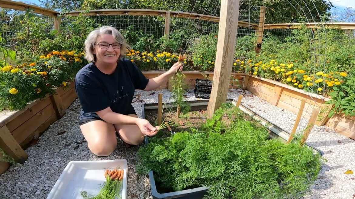 From Garden to Jar | Beets & Carrots Made Easy – Watch until the end for a GIVEAWAY From Garden to Jar | Beets & Carrots Made Easy - Watch until the end for a GIVEAWAY