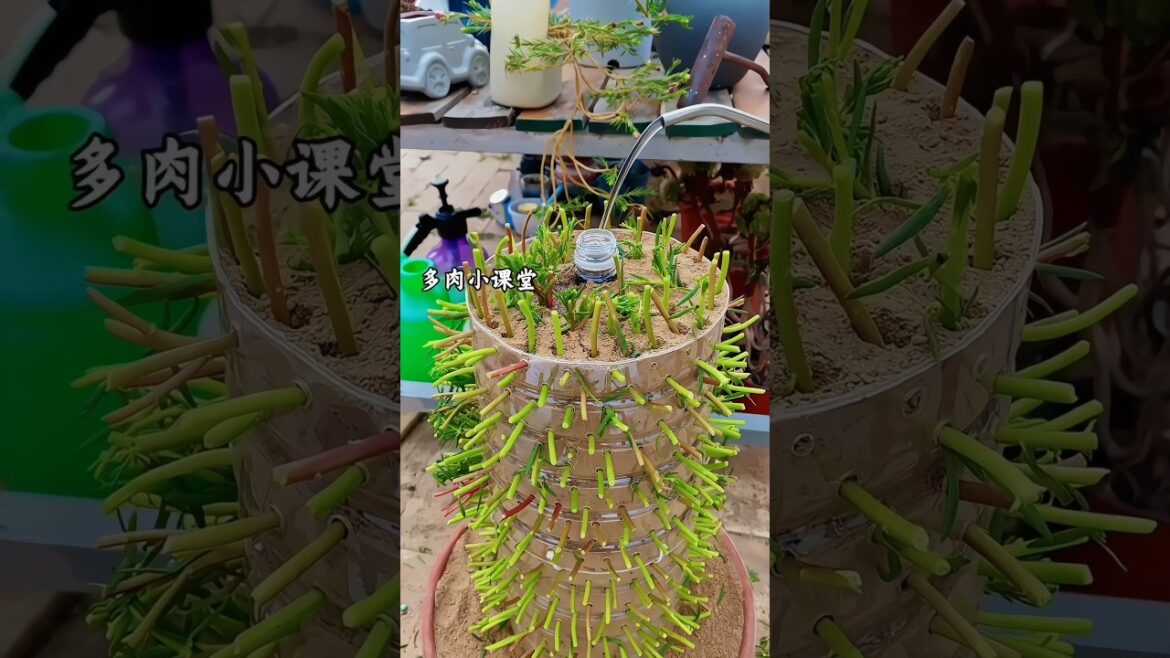 Easy Sunflower Care Routine for Every Gardener #SunflowerRoutine #EasyGardening #FlowerCareTips