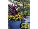 Garden mums are autumn's go-to flowering plant, writes gardening columnist John DeGroot. (John DeGroot photo)