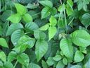 Poison ivy is shown here. File photo/Postmedia Network