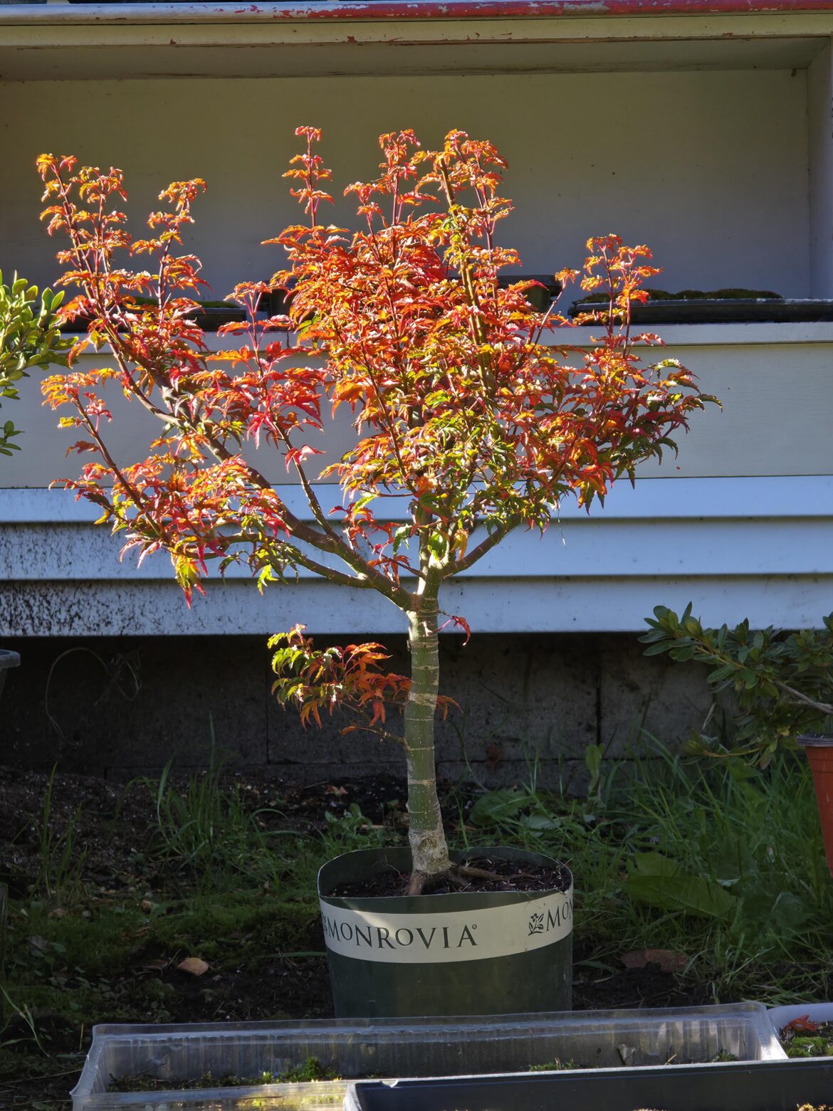 Shishigashira Shishigashira