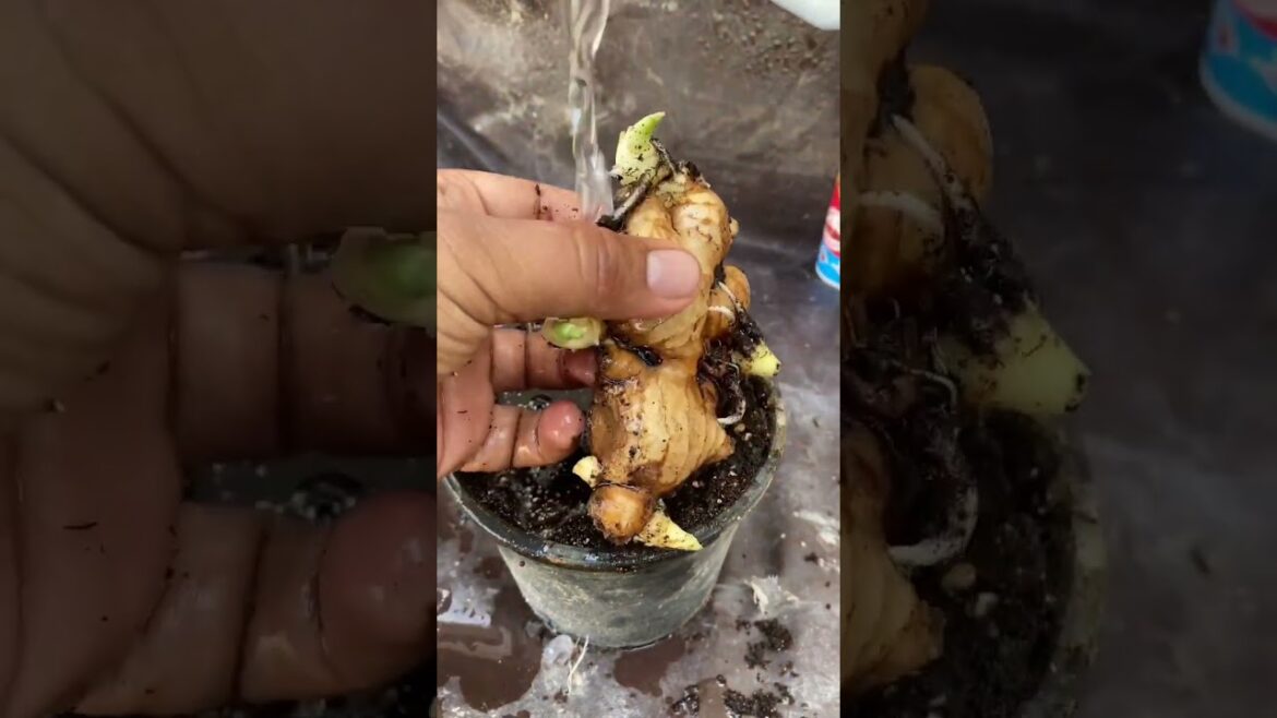 I Grew Ginger at Home – Here Are the Results I Grew Ginger at Home - Here Are the Results