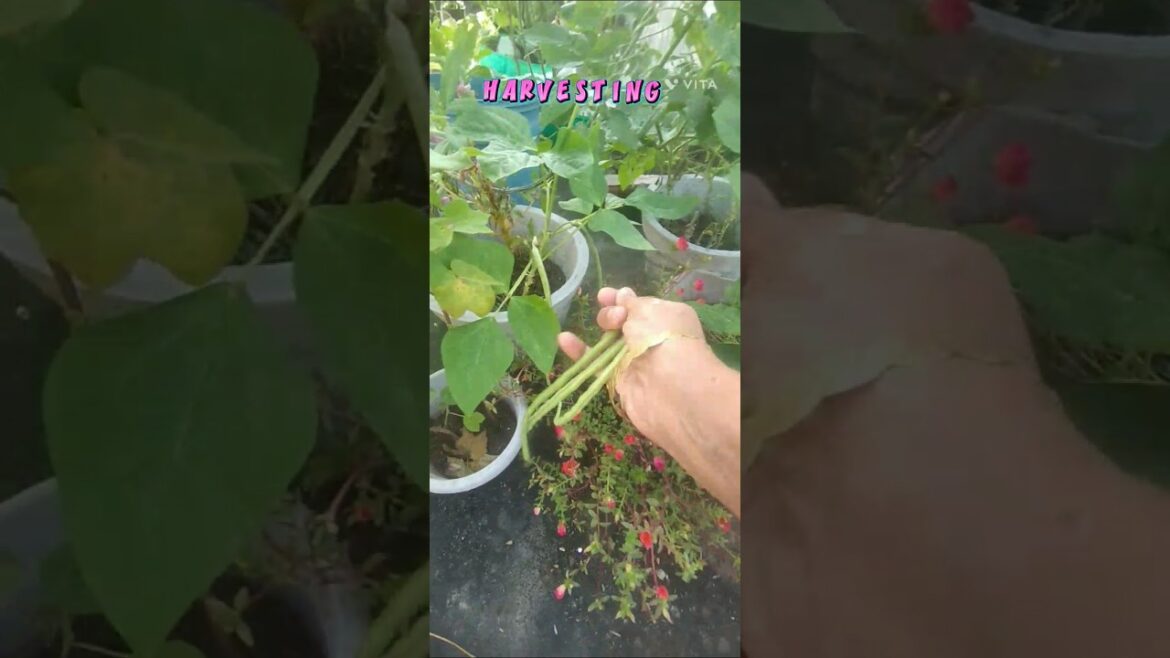 Today’s vegetable harvest🥬🍆🥒🍅 #shortsfeed #organicgardening #garden #harvest Today's vegetable harvest🥬🍆🥒🍅 #shortsfeed #organicgardening #garden #harvest