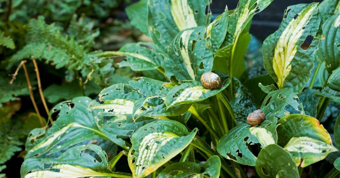 Slugs will avoid your garden like the plague thanks to 1 thing they ‘detest’ Daily Mirror