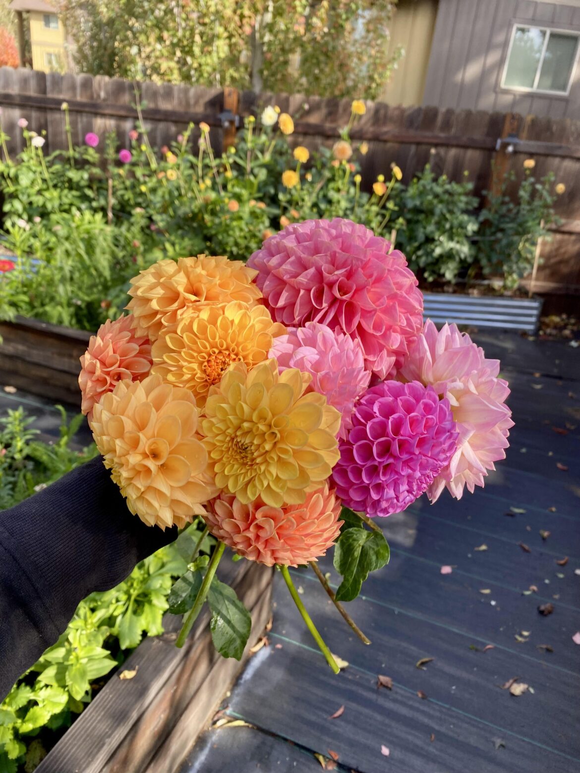 Late Fall Blooms in the Pacific Northwest