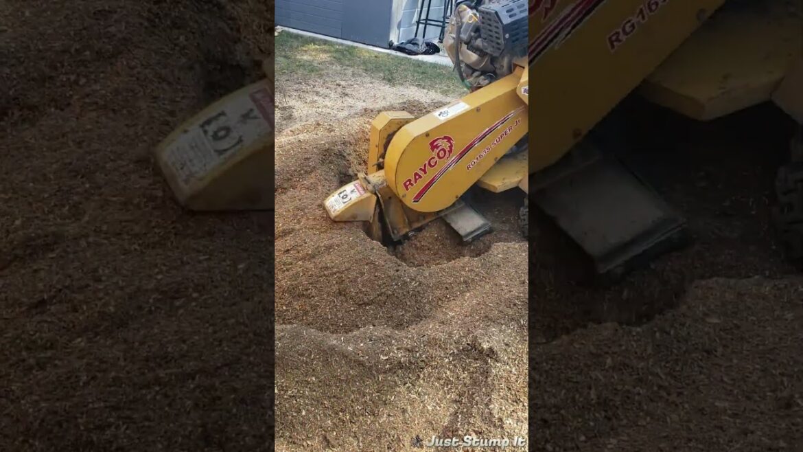 Removing another huge stump.  #landscape #tree