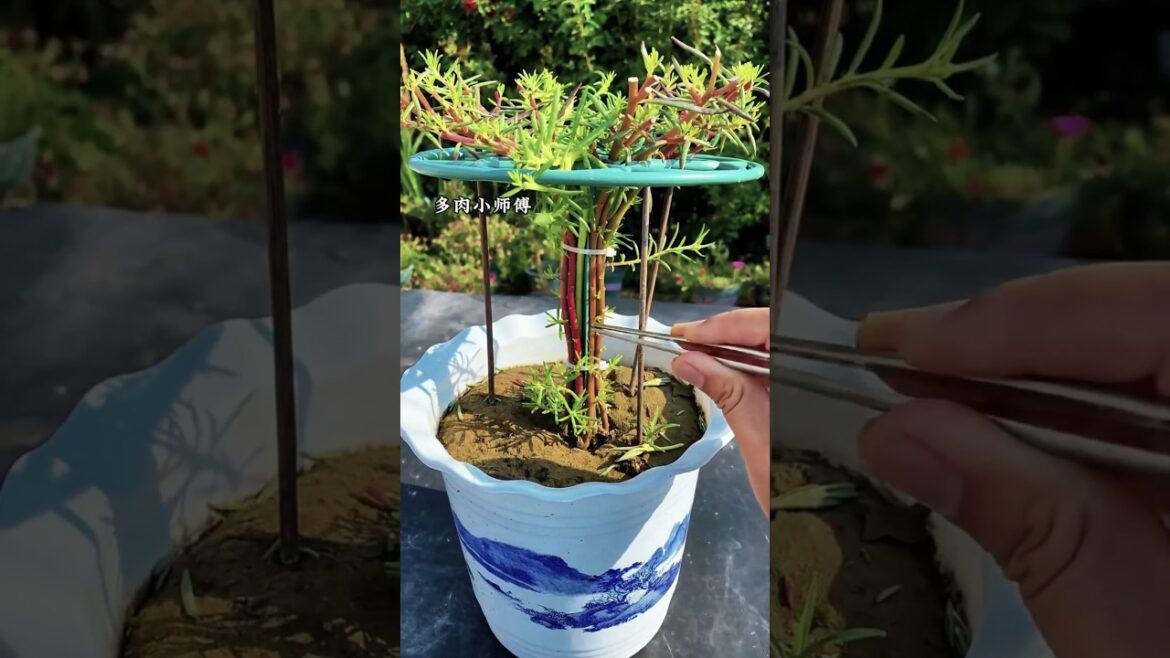 How to Take Care of Sunflowers: Easy Tips for Big, Bright Blooms 🌿 #SunflowerCare#SunflowerTips.