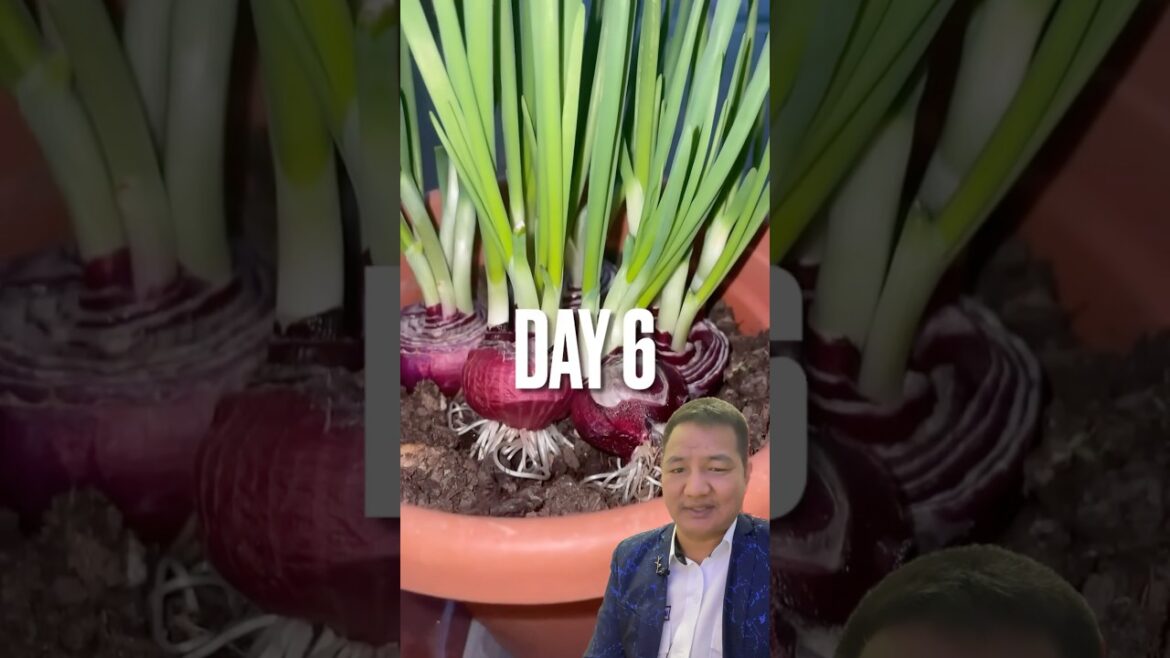 6  dinma pyajko biruwa yatiko babaune tarika #garden #gardening #farming #gardenplants #farmingideas