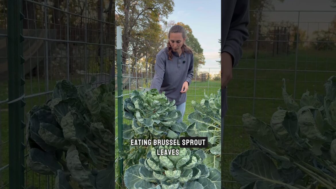 What I learned from my summer garden #gardentips #gardening #homestead