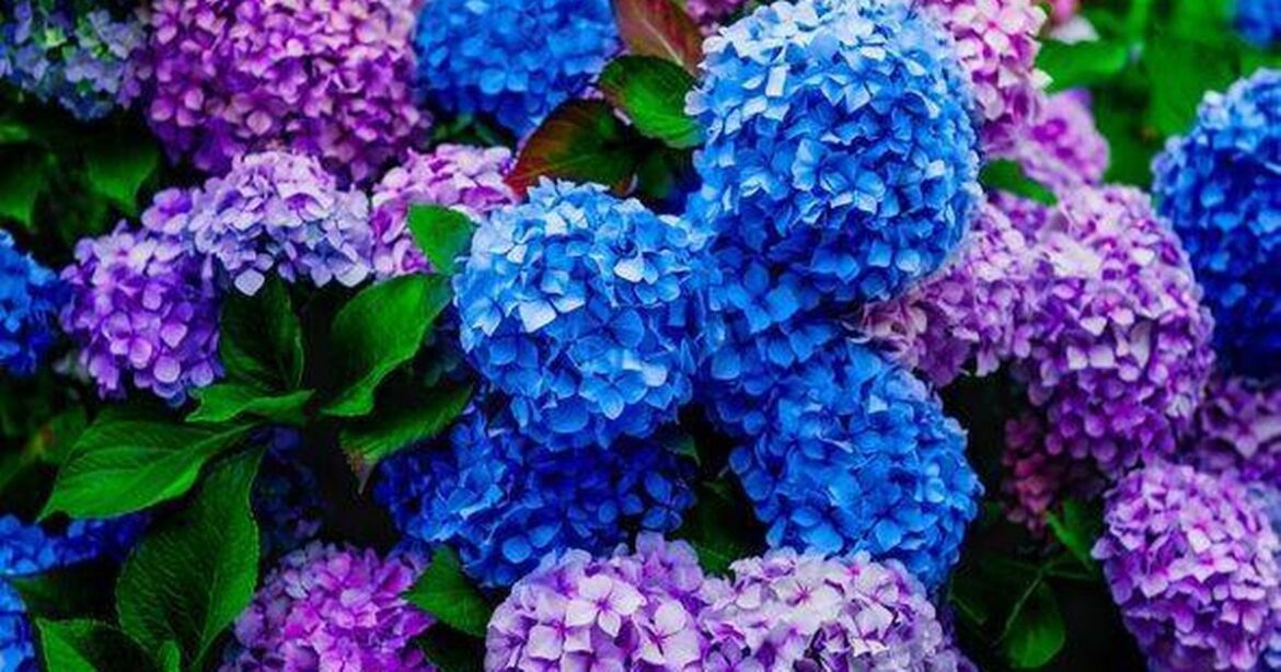 Gardening experts share simple 5-minute task to do now for bigger and healthier Hydrangeas Nottinghamshire Live