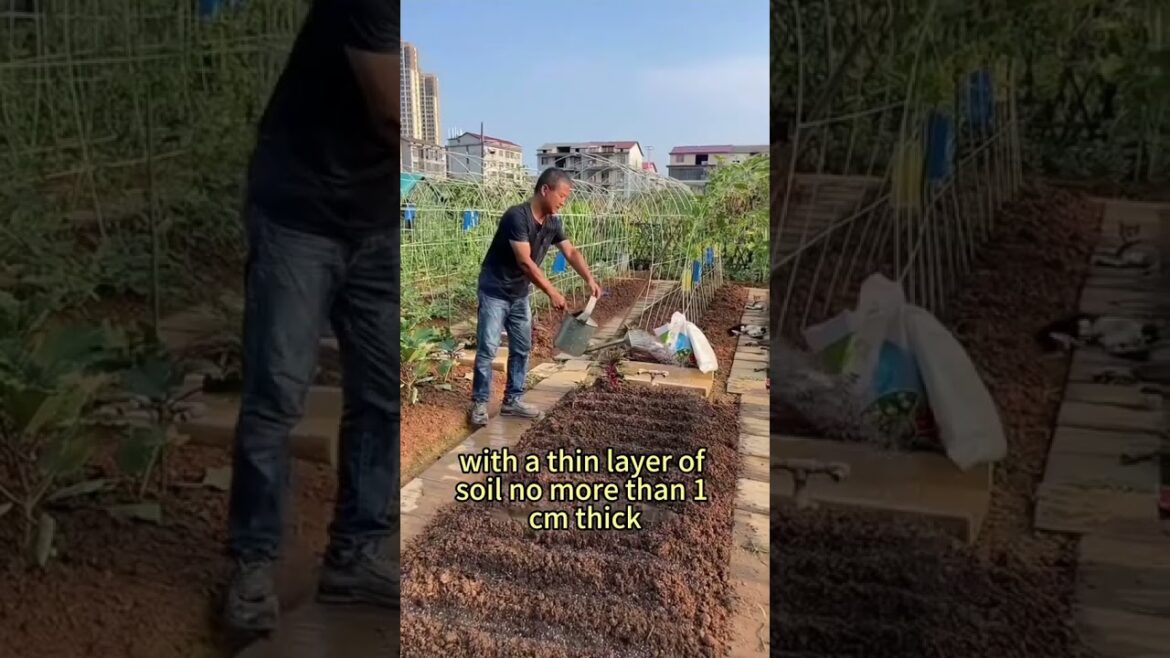 High-Yield Carrot Cultivation Techniques#garlic #planttips #gardeningtips #vegetablegardening #agric