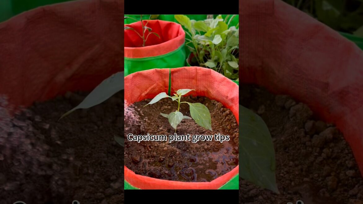 Capsicum plant grow tips using compost soil #capsicum #chilli #gardening #rooftopgarden #garden