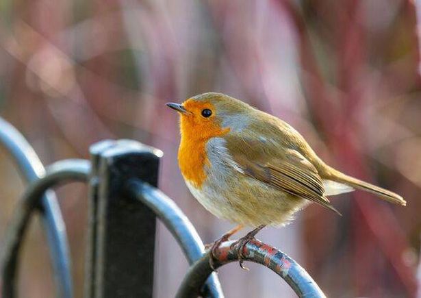 A cute Robin perching
