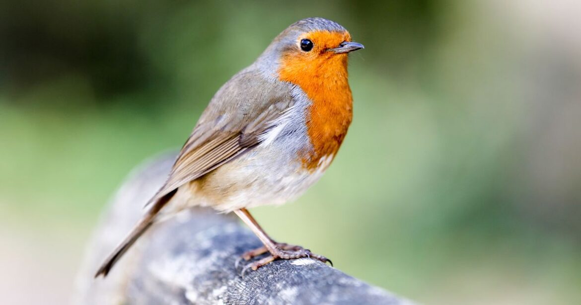 Keep robins coming back to your garden with one food they ‘absolutely love’ Wales Online