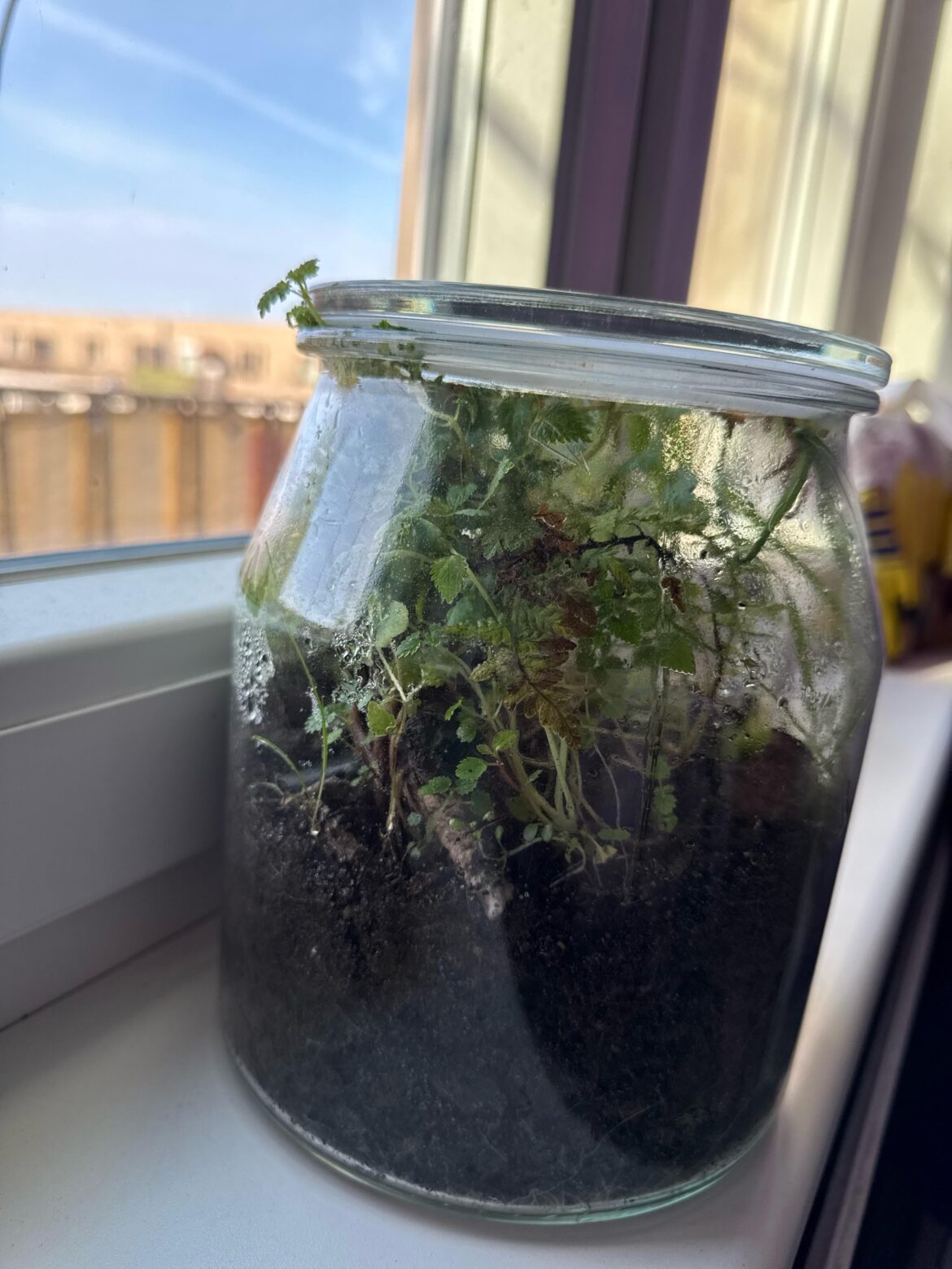 Burning Nettle grew out of the sphere