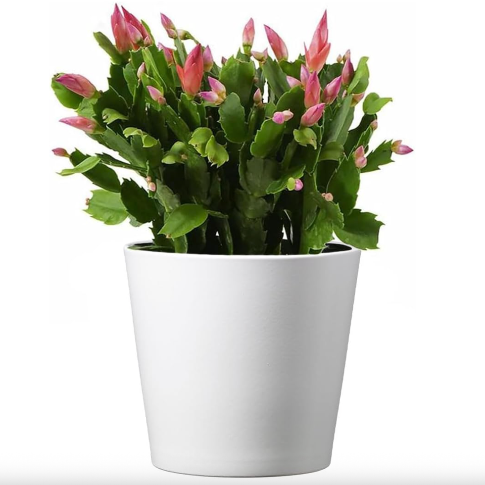 Live Christmas Cactus Plant Live Christmas Cactus Plant