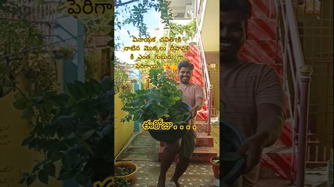 update for radhamanohari plant 👍🏡#organic #harvest #garden