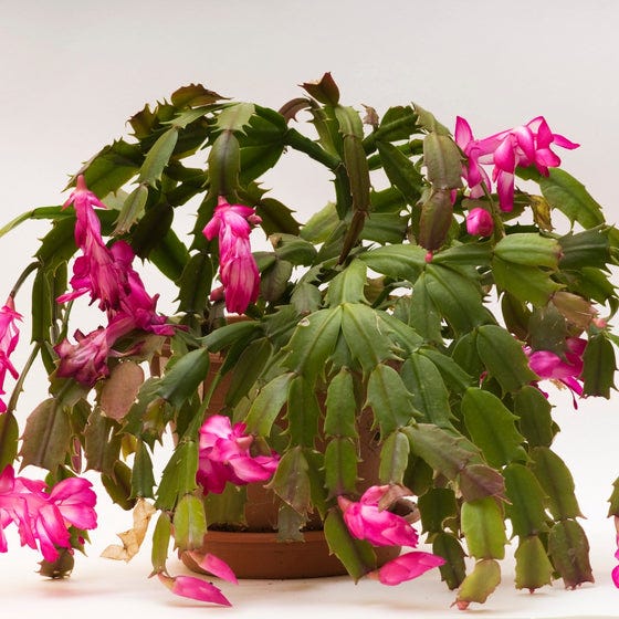 Pink Christmas Cactus Pink Christmas Cactus