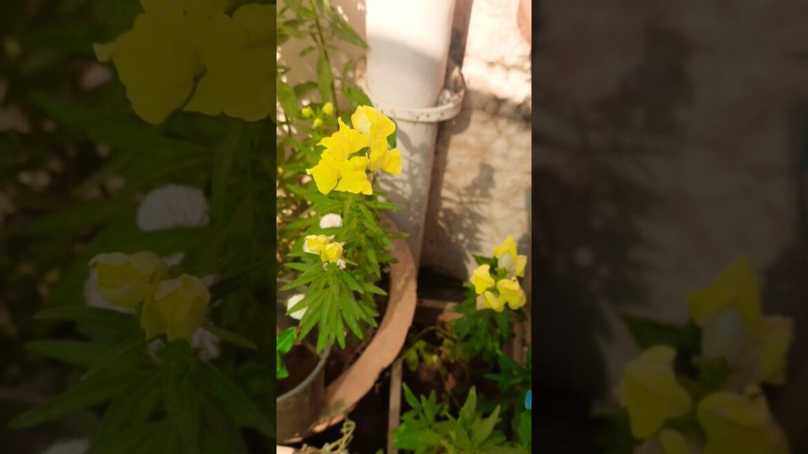 beautiful garden ideas 💡 #nature  #shorts#viral#garden #fertilizer #popular #gardeningtips #flowers