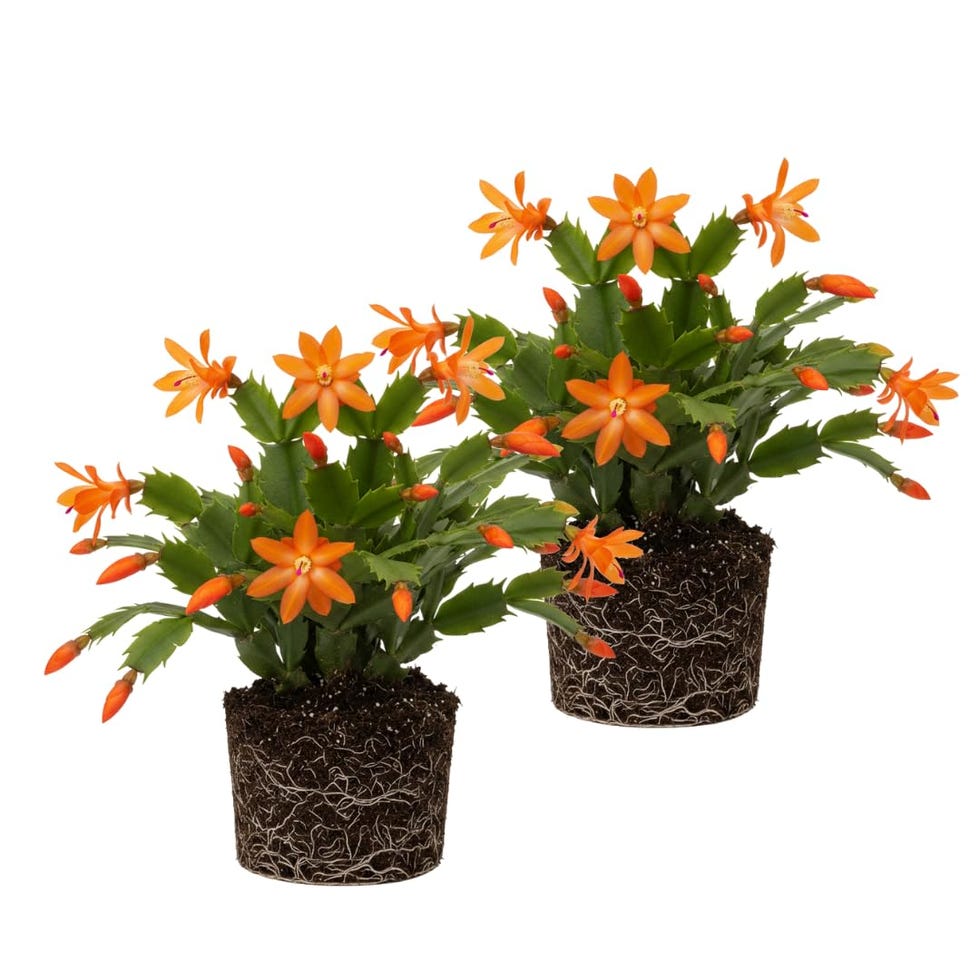 Orange Christmas Cactus Plants Orange Christmas Cactus Plants