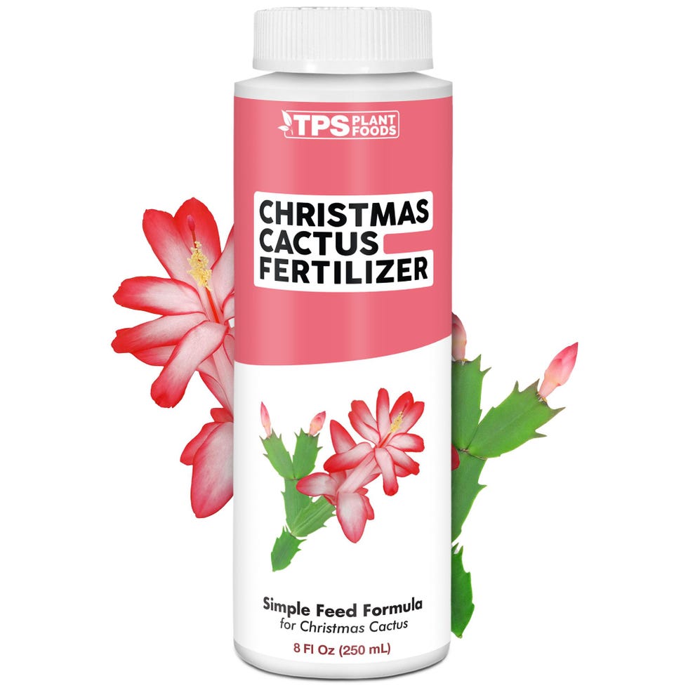 Christmas Cactus Fertilizer Christmas Cactus Fertilizer