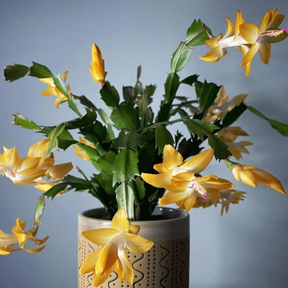 Yellow Christmas Cactus Yellow Christmas Cactus