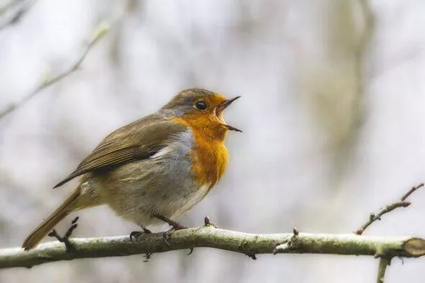Robin singing