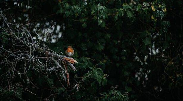 A little Robin perches on a frosty branch.