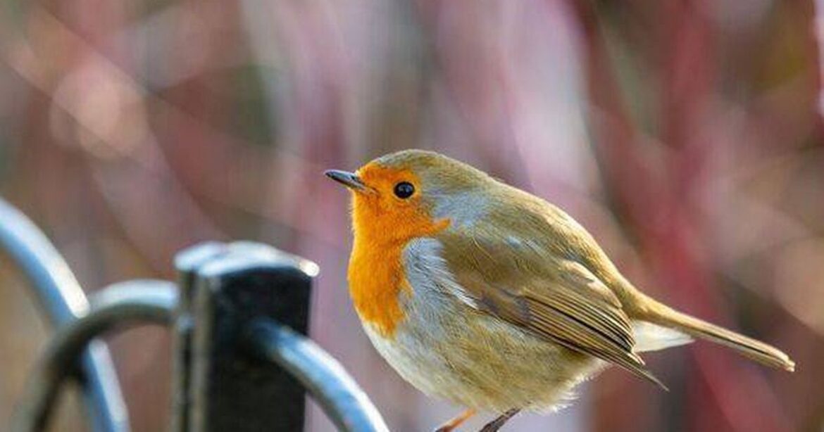 Households told to leave one type of food for robins and they will flock to your garden Irish Star