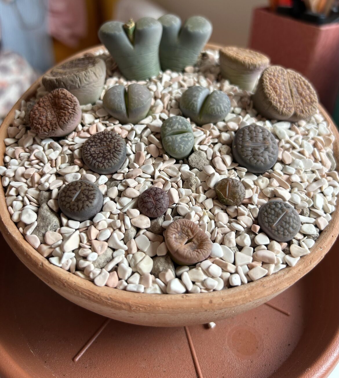 Bought them 5 days ago, repotted them 3 days ago. What do my babies need ?