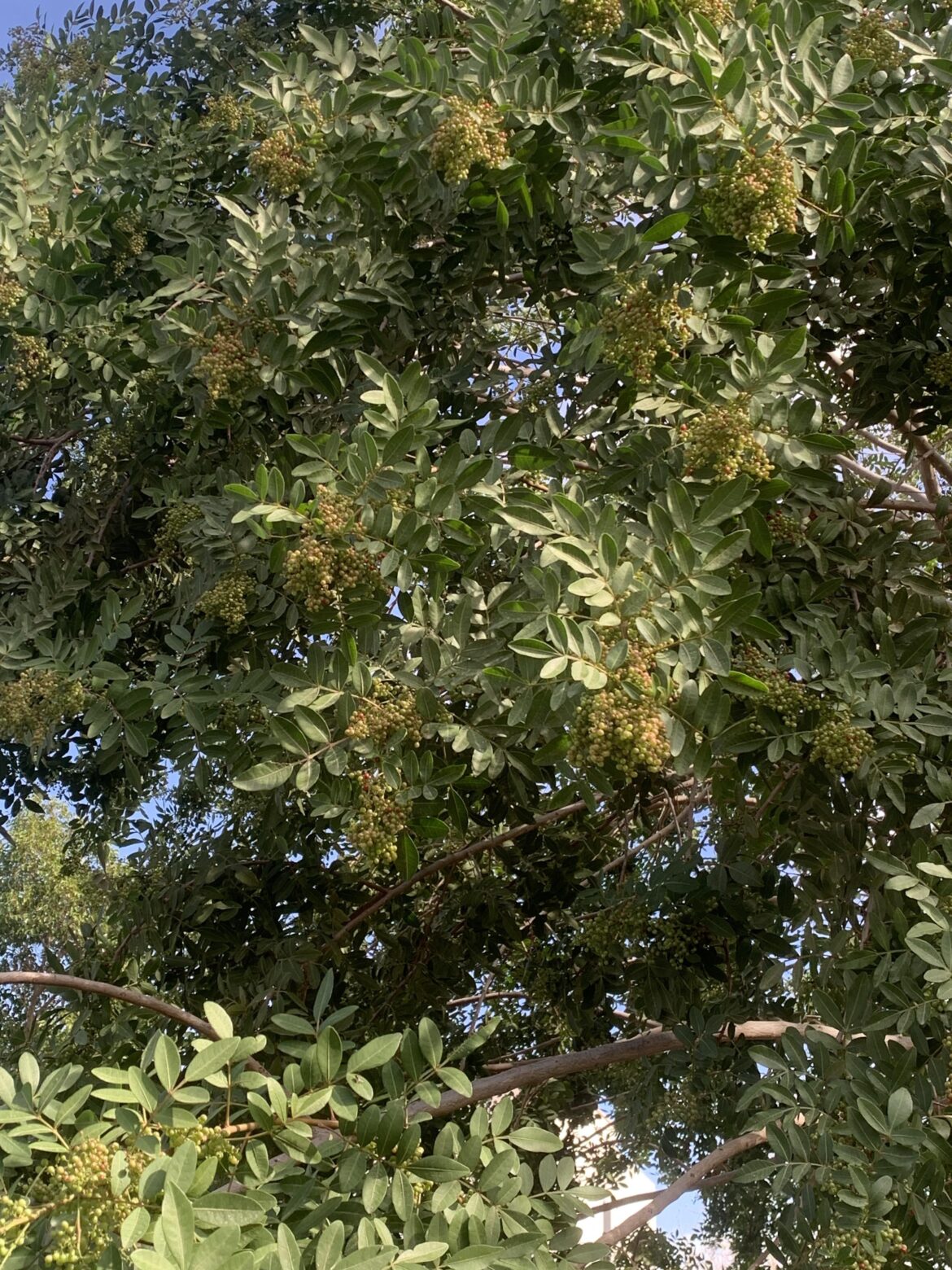 This is the pepper plant?