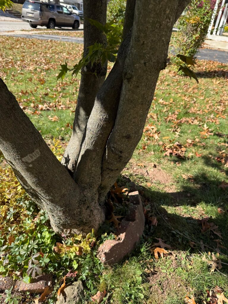 Japanese maple with crossing trunks. Smart to remove interior trunk?