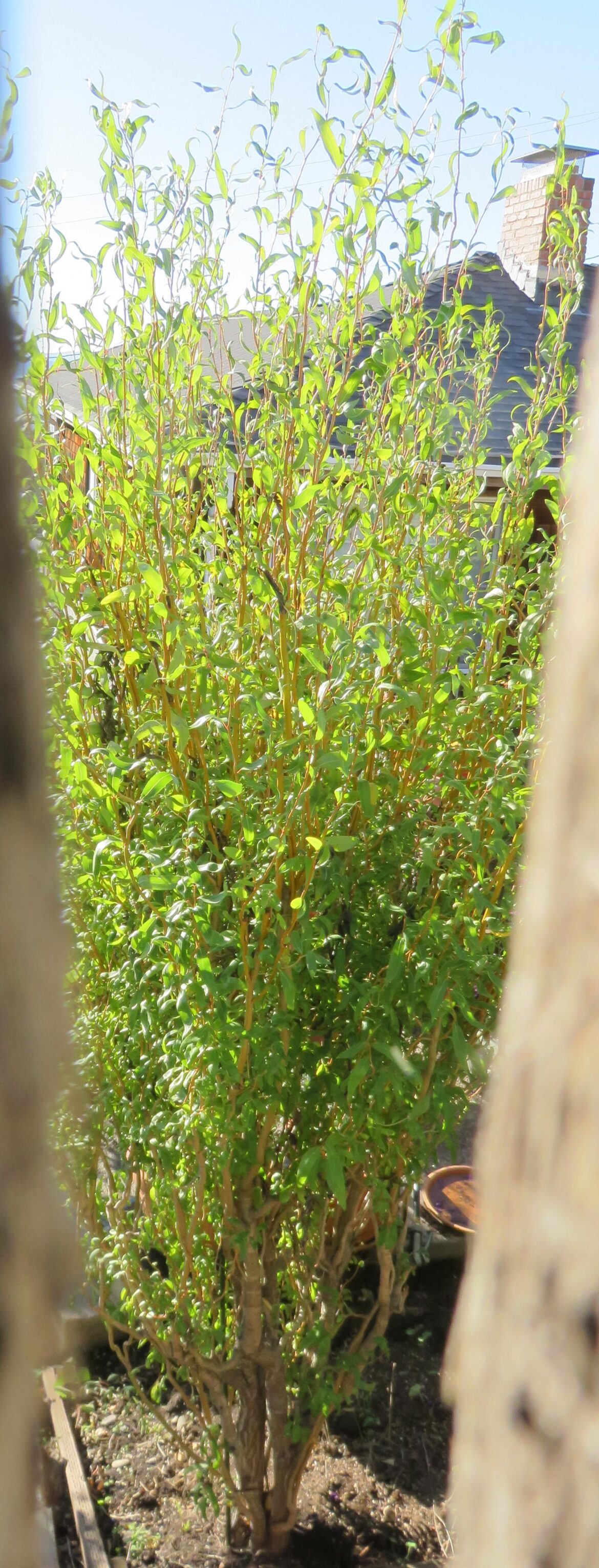 What kind of tree is this? What kind of tree is this?