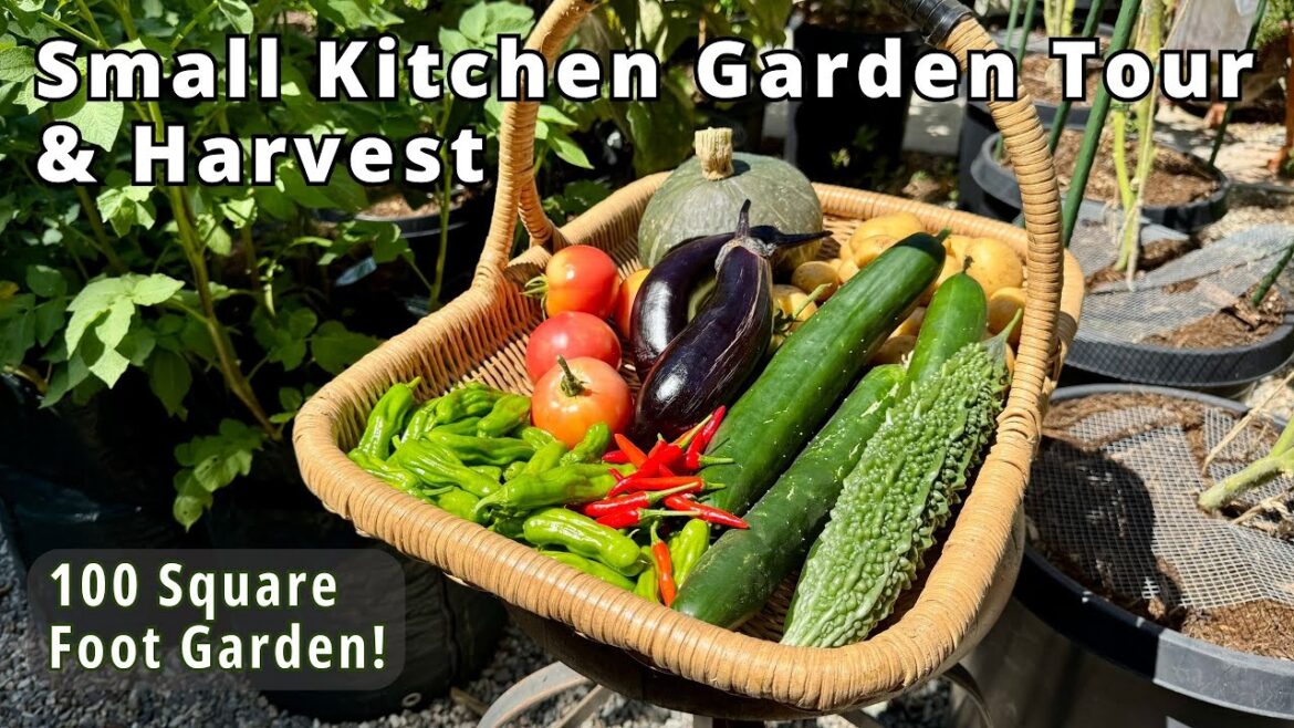 Late August Small Garden Update & Harvest | Container Vegetable Gardening Late August Small Garden Update & Harvest | Container Vegetable Gardening