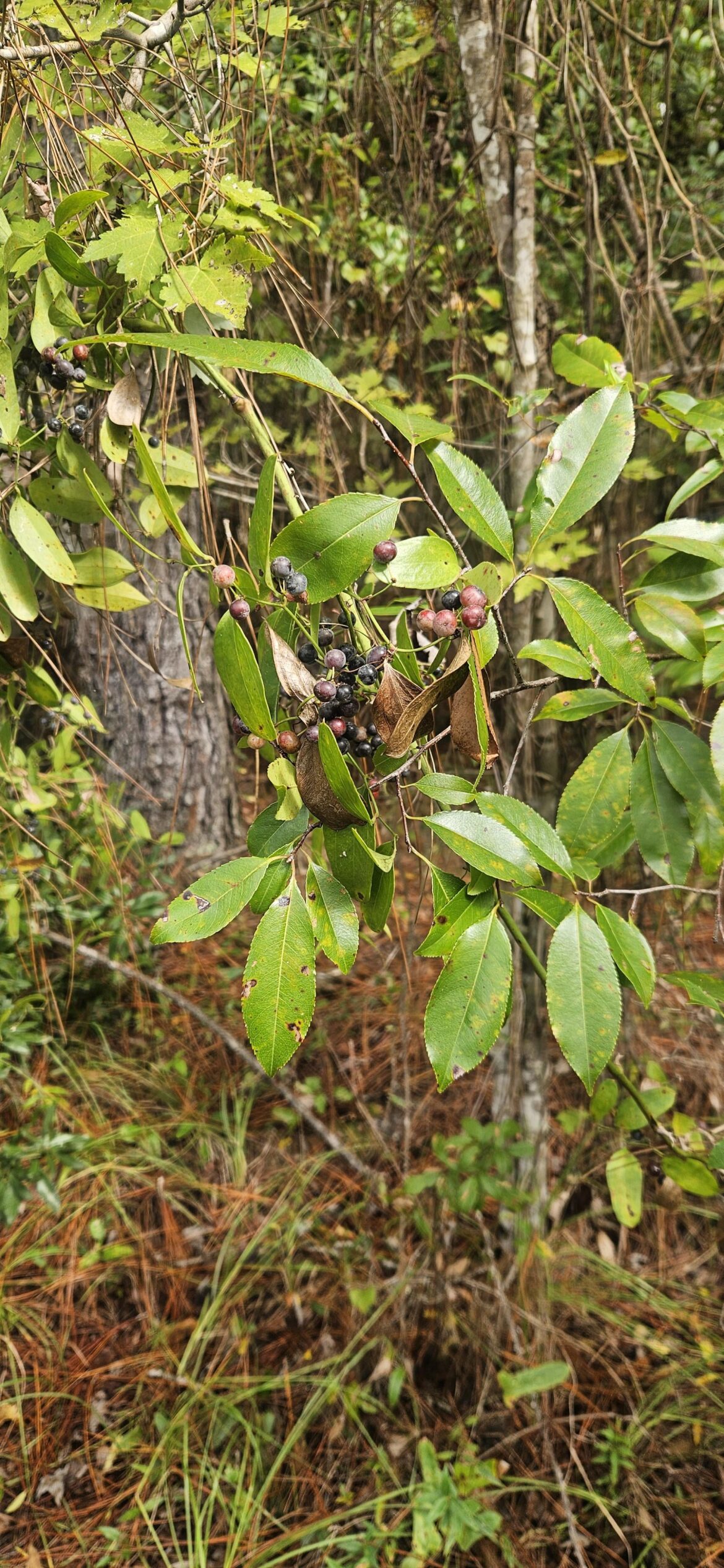 Are these blueberries?