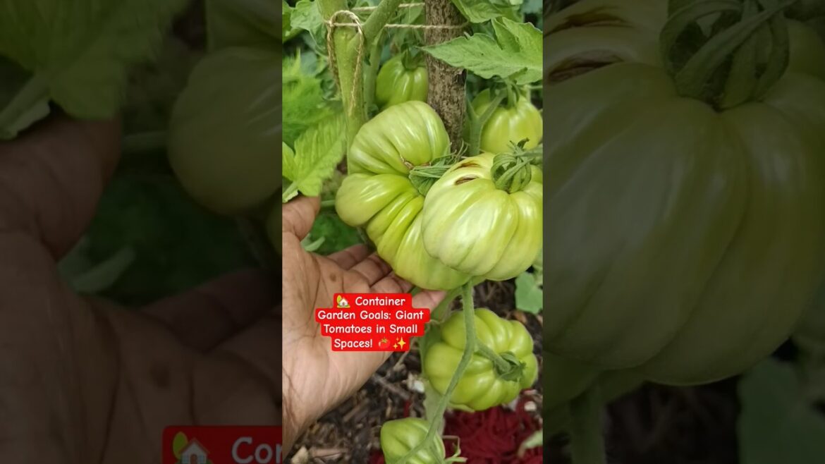 Container Garden Goals: Giant Tomatoes in Small Spaces! 🍅✨#growtomatoes #containergardening Container Garden Goals: Giant Tomatoes in Small Spaces! 🍅✨#growtomatoes #containergardening