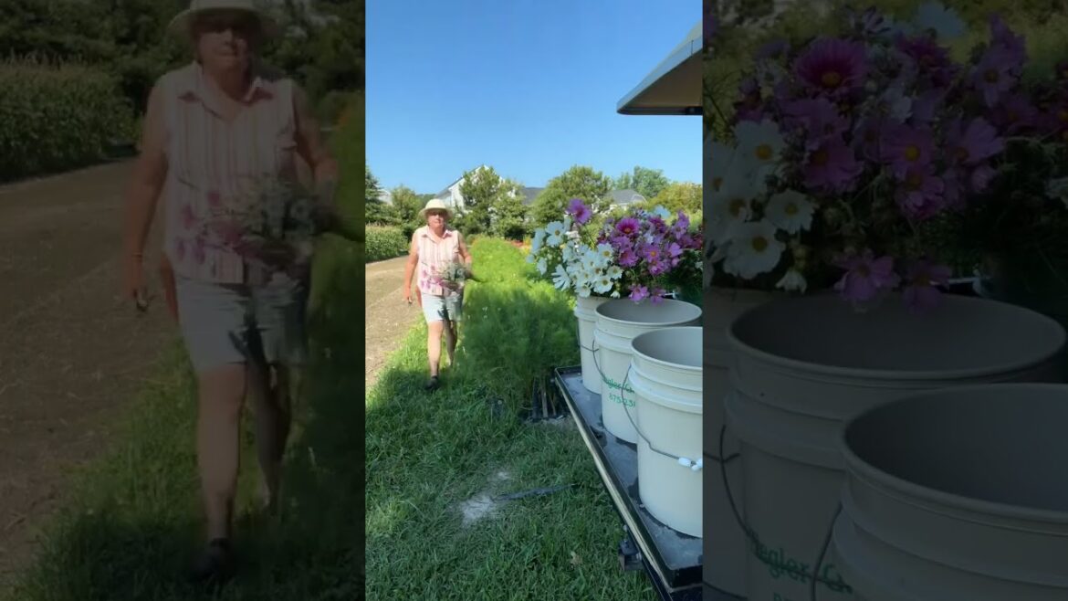 Harvest videos improve my outlook on these cold, cloudy dreary days Harvest videos improve my outlook on these cold, cloudy dreary days