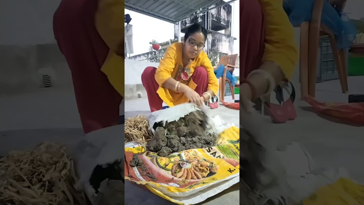 ছাদ বাগানে বস্তায় লাগানো আদা গাছ থেকে কতটা আদা পেলাম।। #explore #gardening #trends #nature