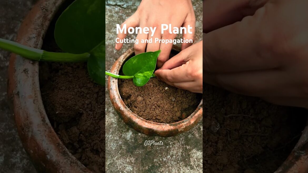 Propagate Money Plant with Cuttings: Quick DIY Tips 💚 #moneyplant #moneyplantpropagation Propagate Money Plant with Cuttings: Quick DIY Tips 💚 #moneyplant #moneyplantpropagation