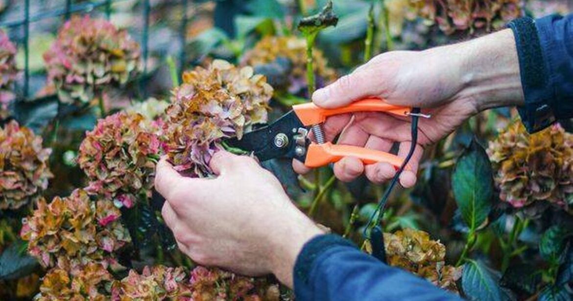 Experts say do this simple 5-minute gardening task now for healthier and bigger Hydrangeas Irish Star
