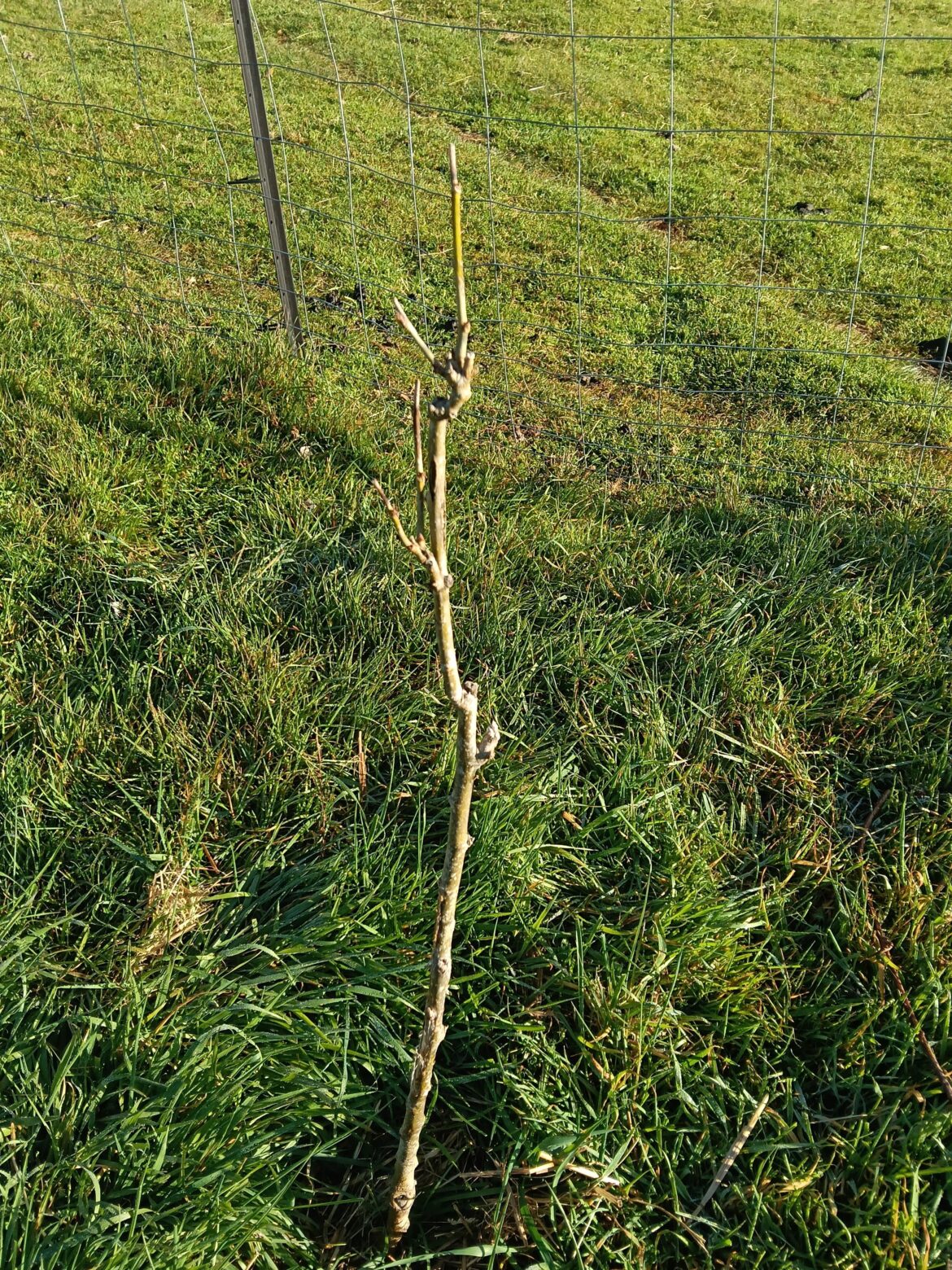 Can I save this mulberry tree? Can I save this mulberry tree?