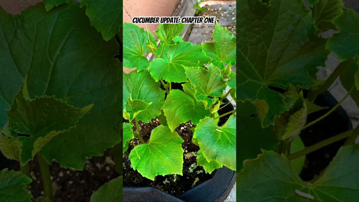 Cucumber Update: Sept. 20th #shorts #containergardening #vegetablegardening #greenrooftop Cucumber Update: Sept. 20th #shorts #containergardening #vegetablegardening #greenrooftop